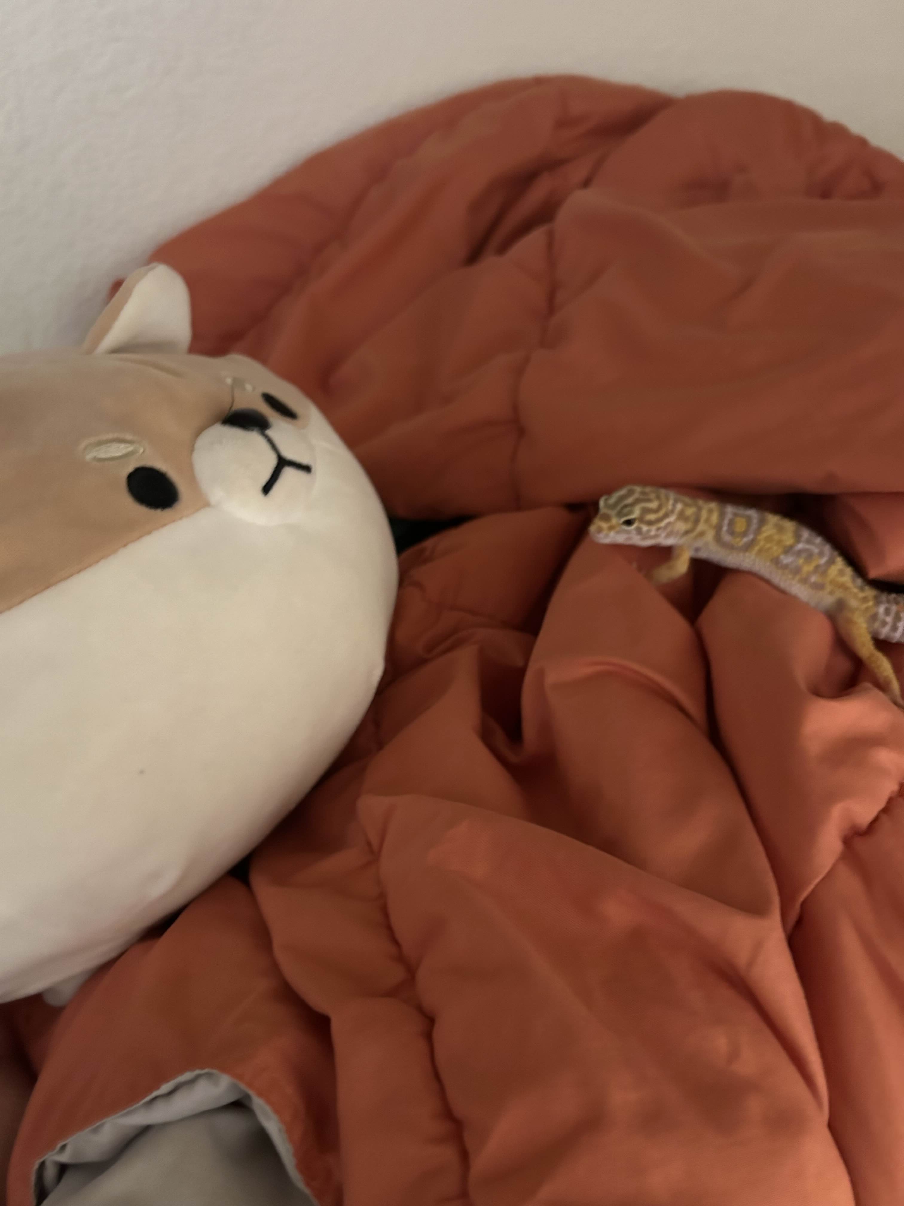 Enviro+ Dashboard Screenshot